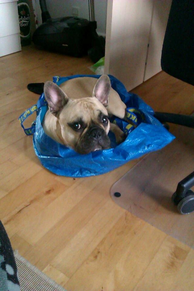 Fransk bulldog Perry billede 4