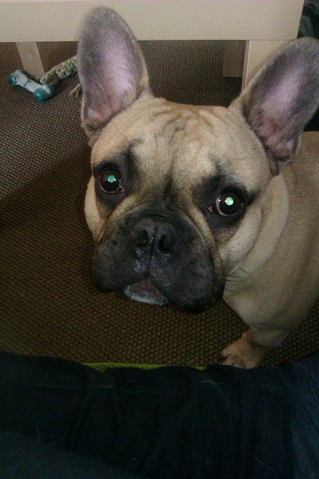 Fransk bulldog Perry billede 5