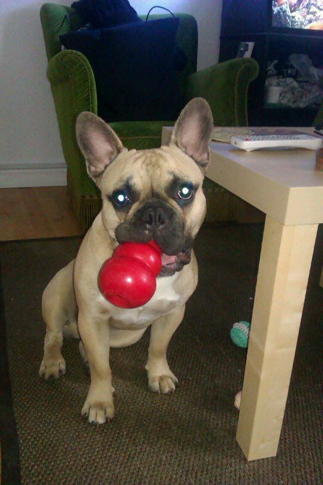 Fransk bulldog Perry billede 6