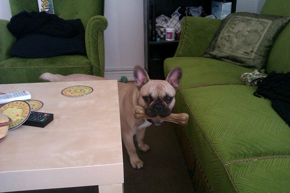 Fransk bulldog Perry billede 7