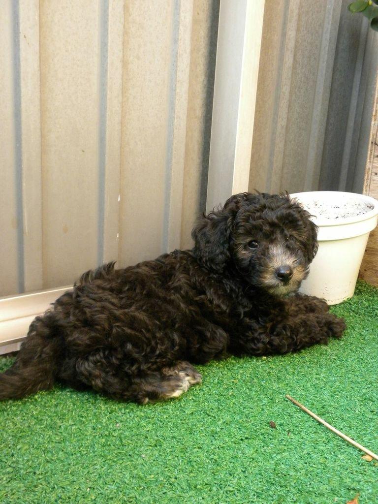 Dværgpuddel Basil billede 5