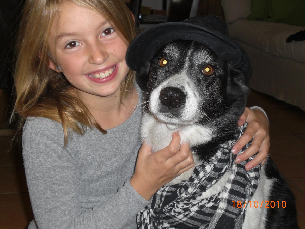 Blanding af racer Chili billede 1