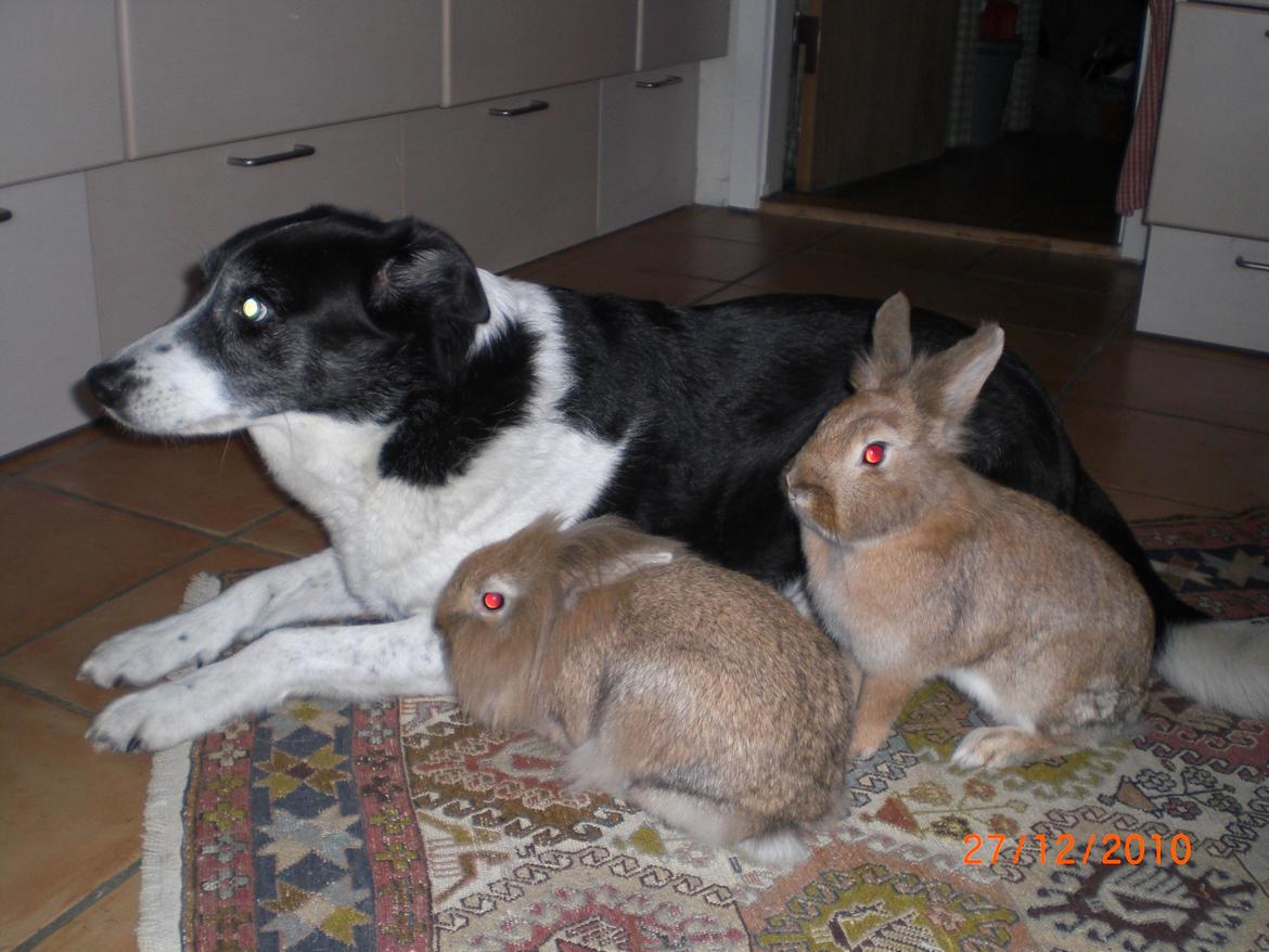 Blanding af racer Chili billede 2