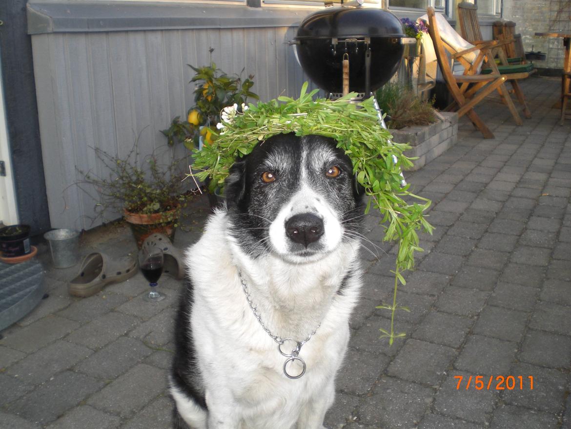 Blanding af racer Chili billede 3