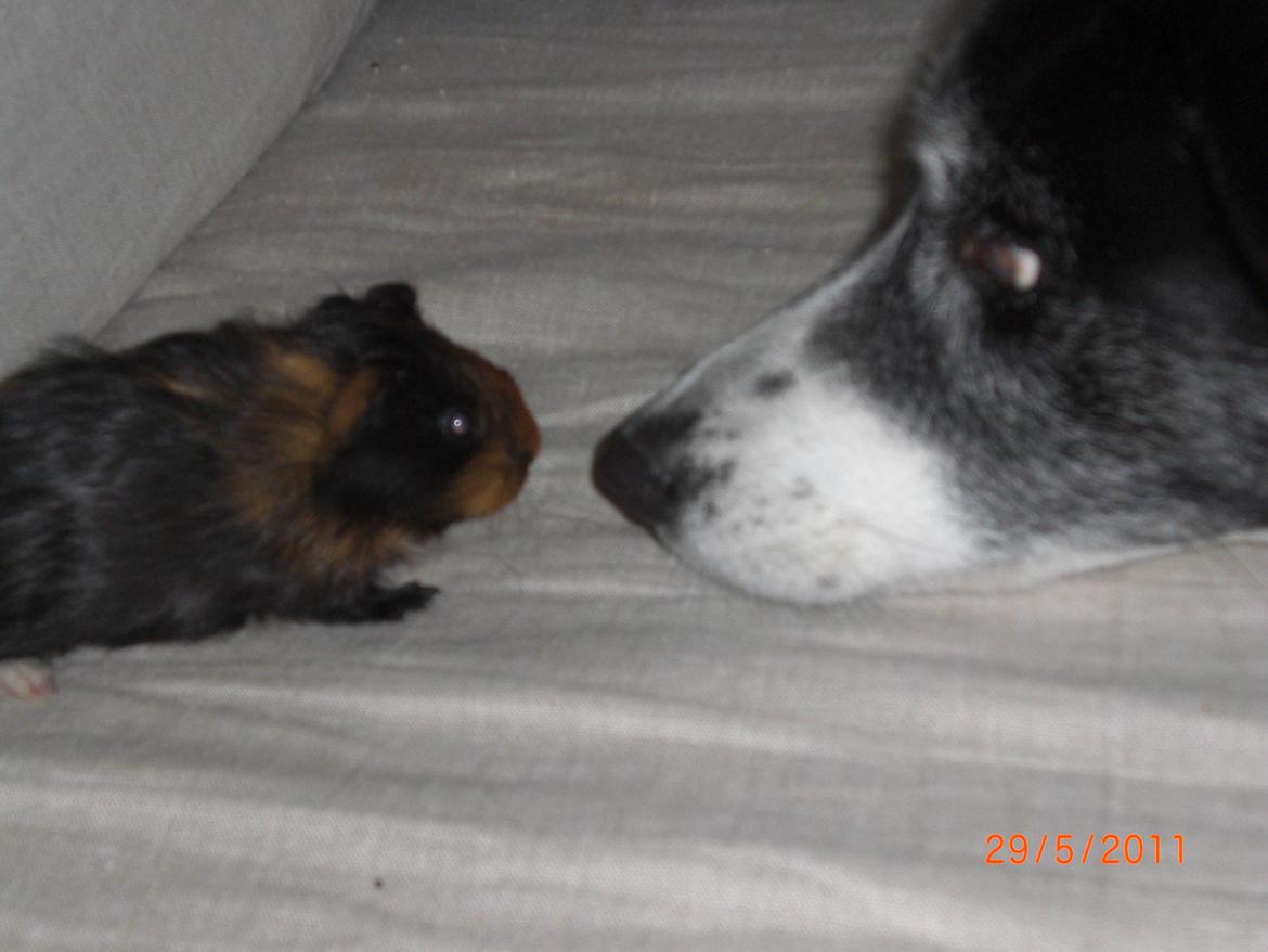 Blanding af racer Chili - chili syntes altid det var spændene når der kom nye dyr til familien billede 4