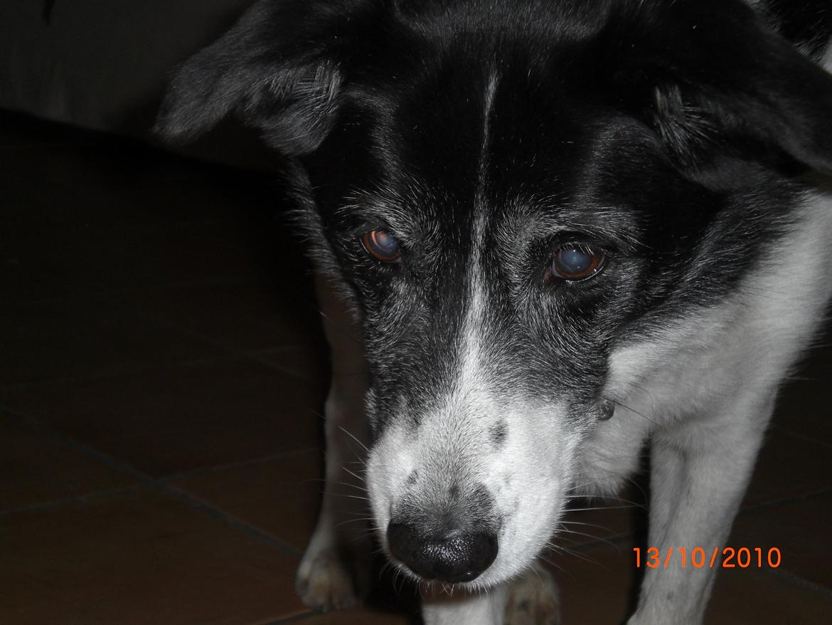 Blanding af racer Chili billede 5