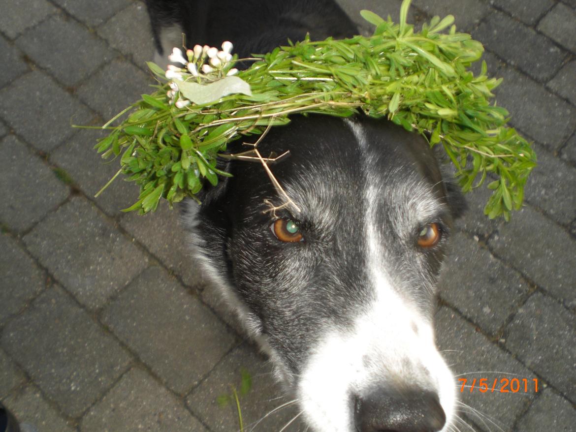 Blanding af racer Chili billede 6