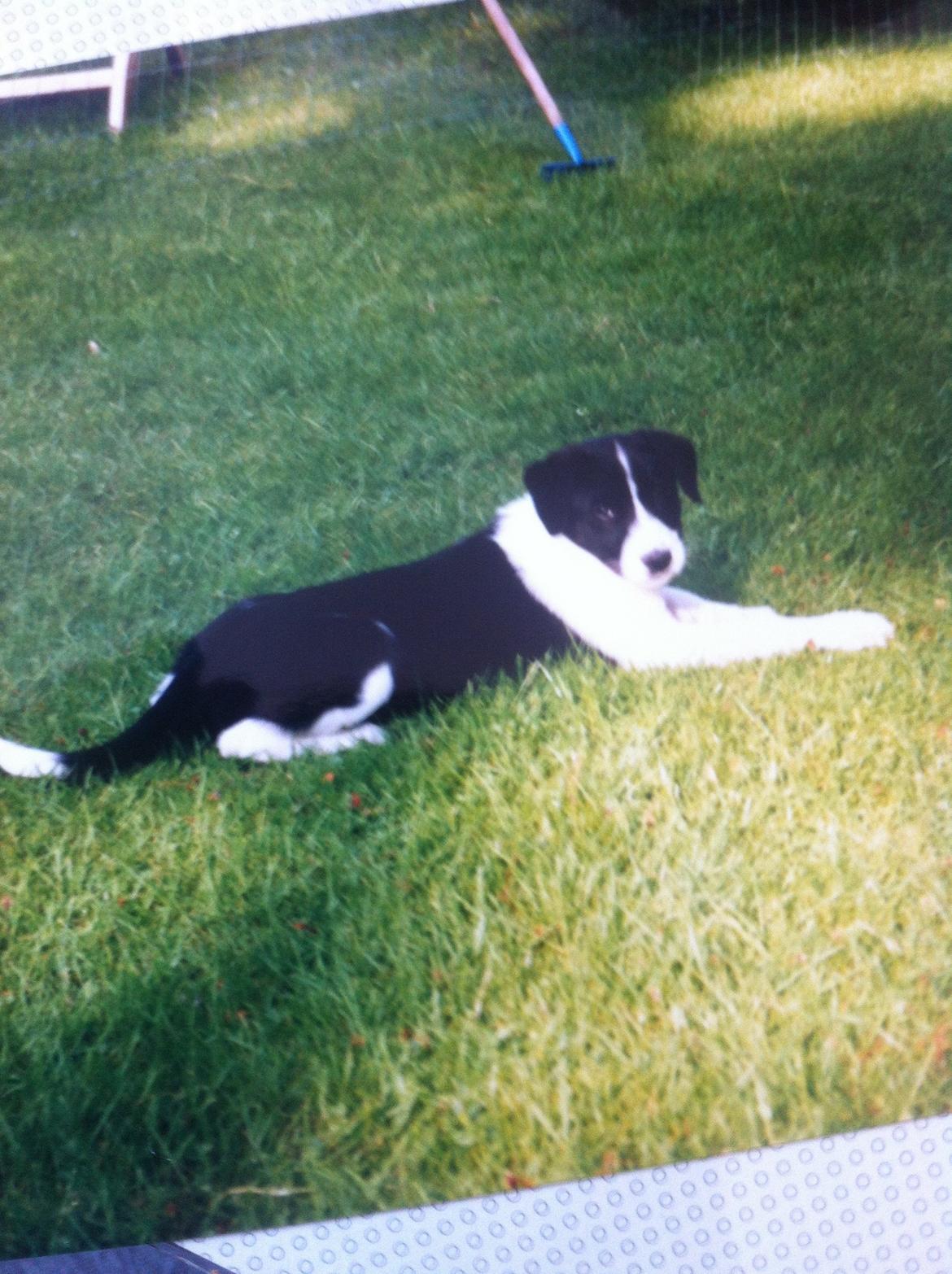 Blanding af racer Chili billede 7