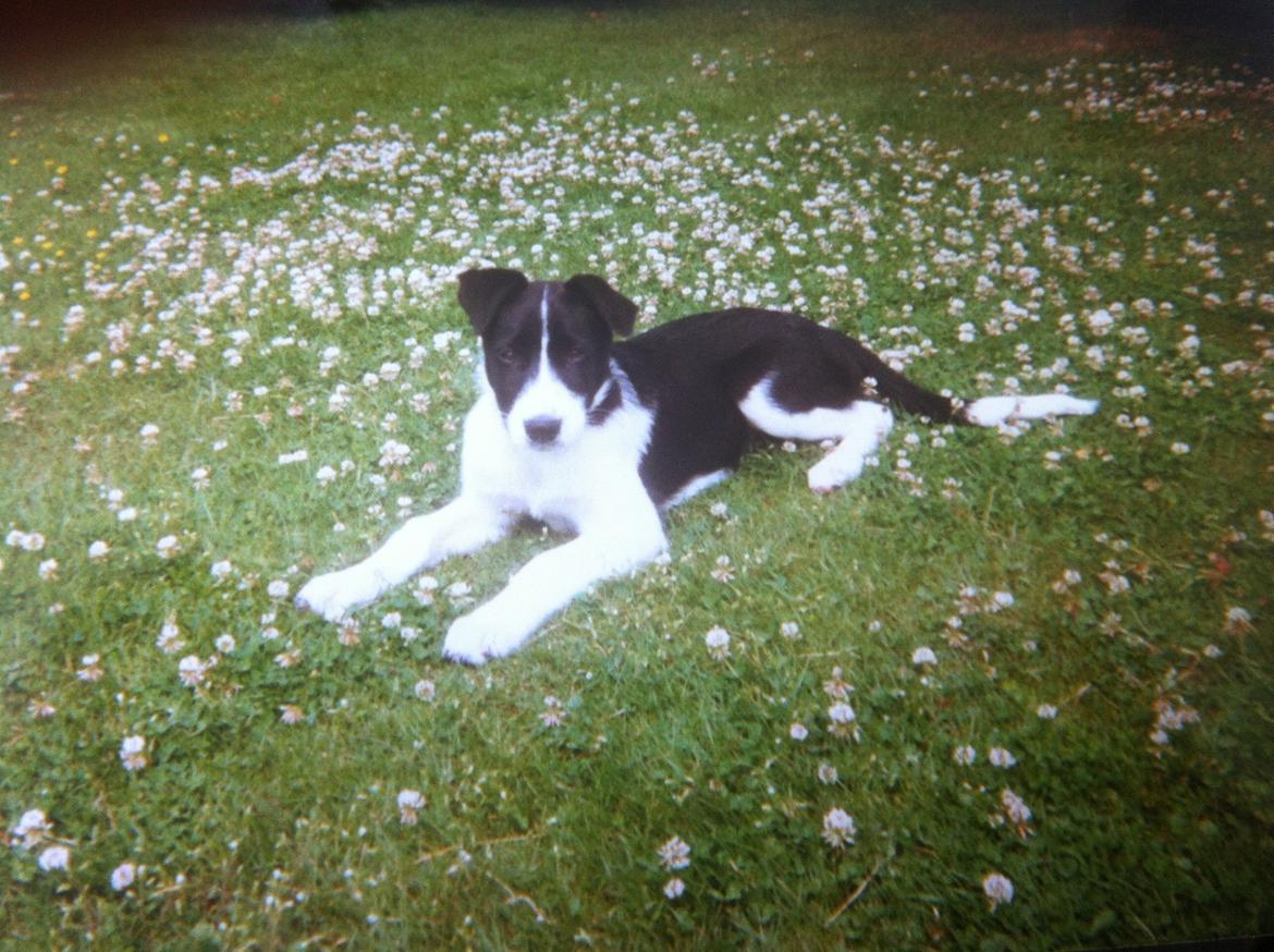 Blanding af racer Chili billede 8