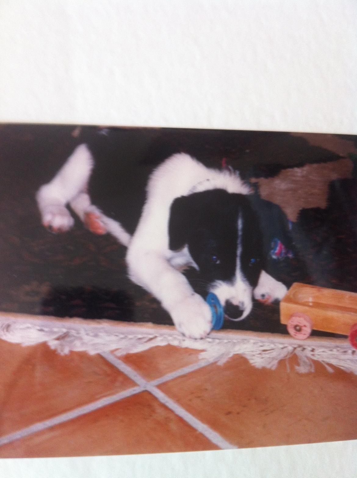 Blanding af racer Chili billede 9