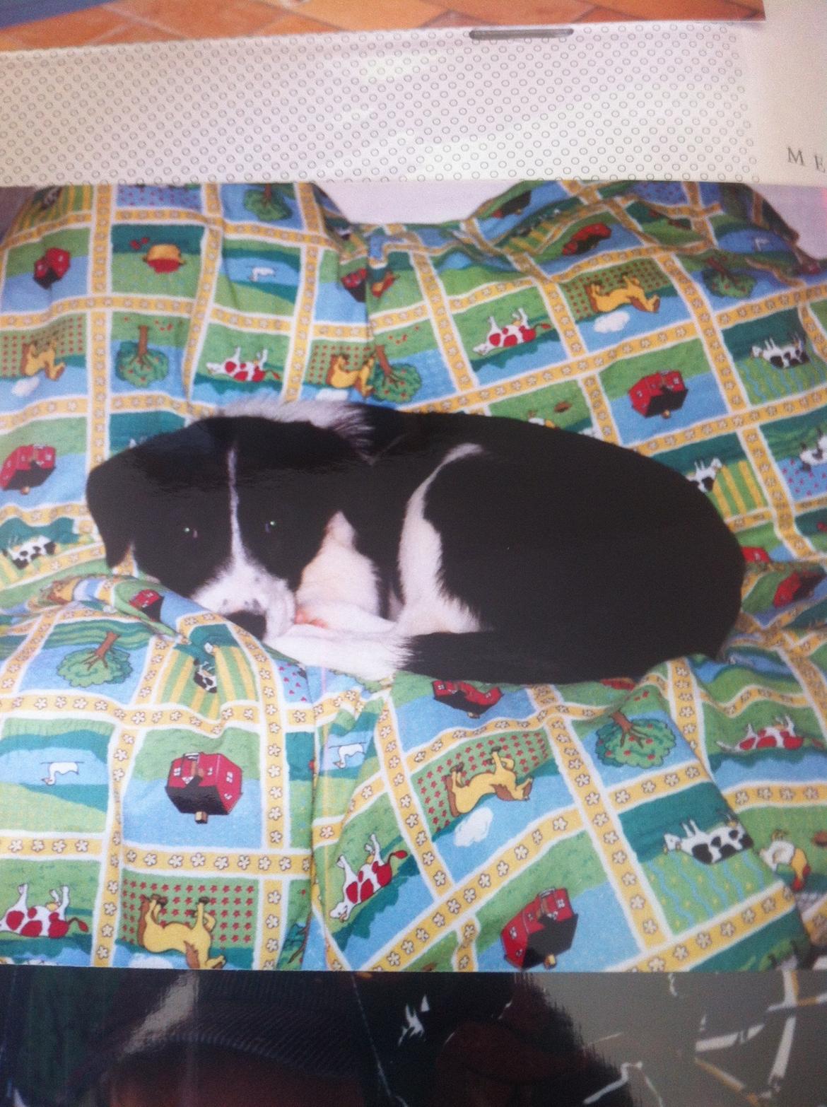 Blanding af racer Chili billede 10