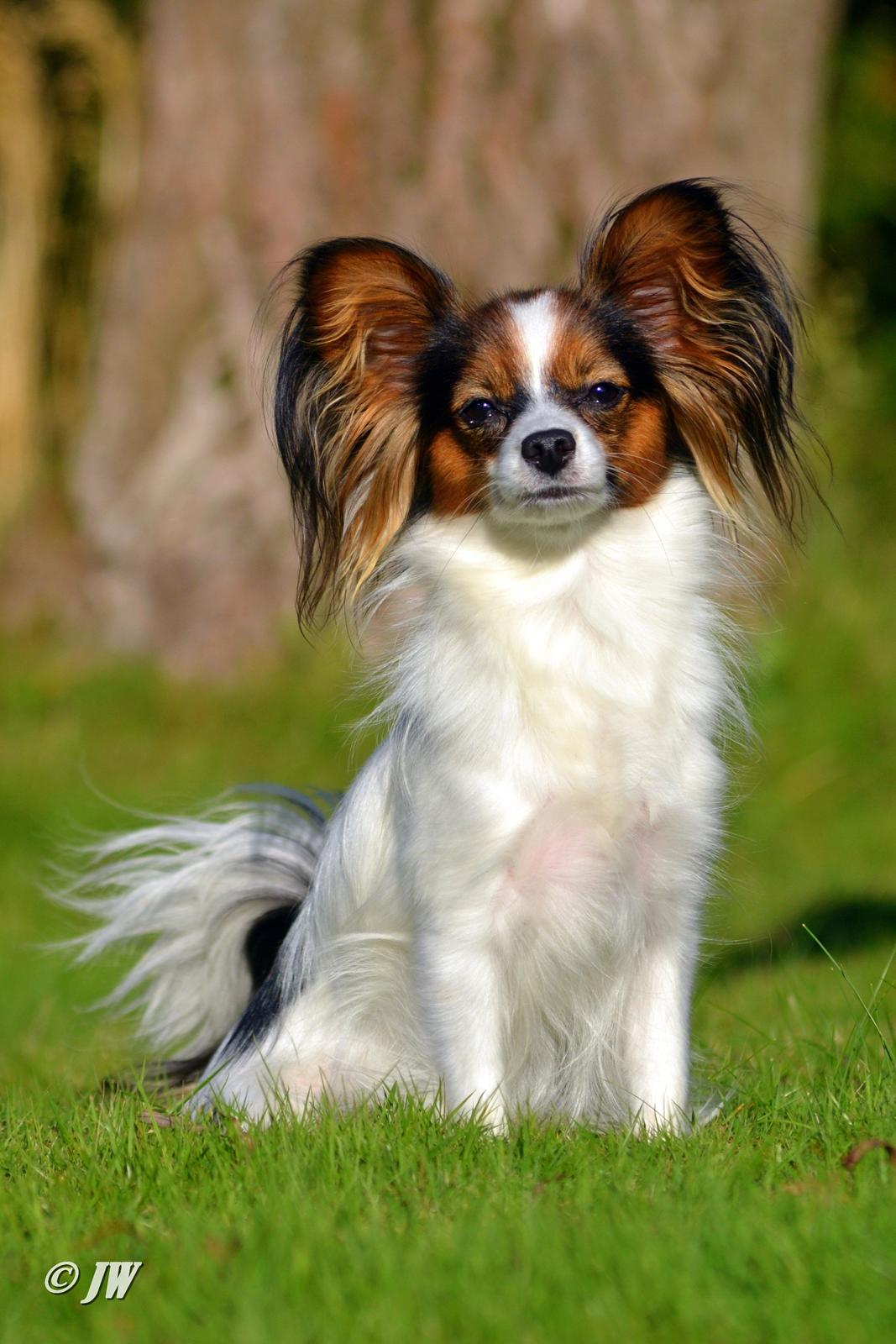 Papillon Hexa billede 1