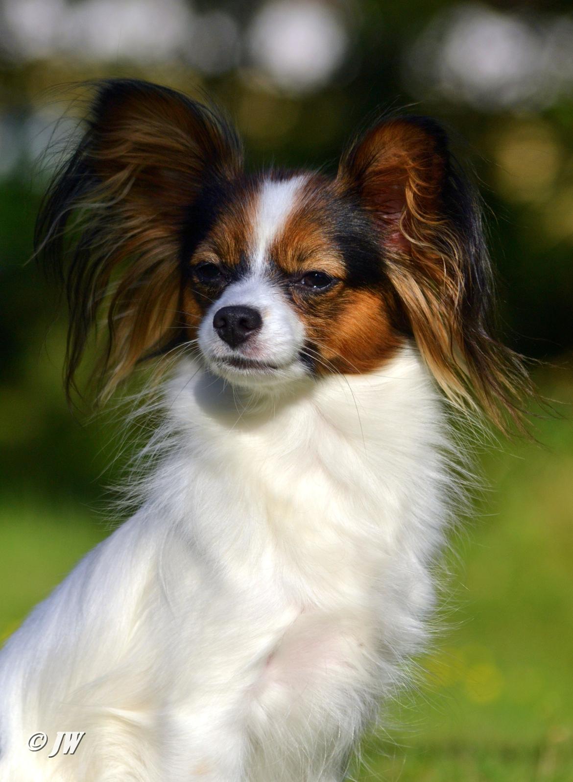 Papillon Hexa billede 2