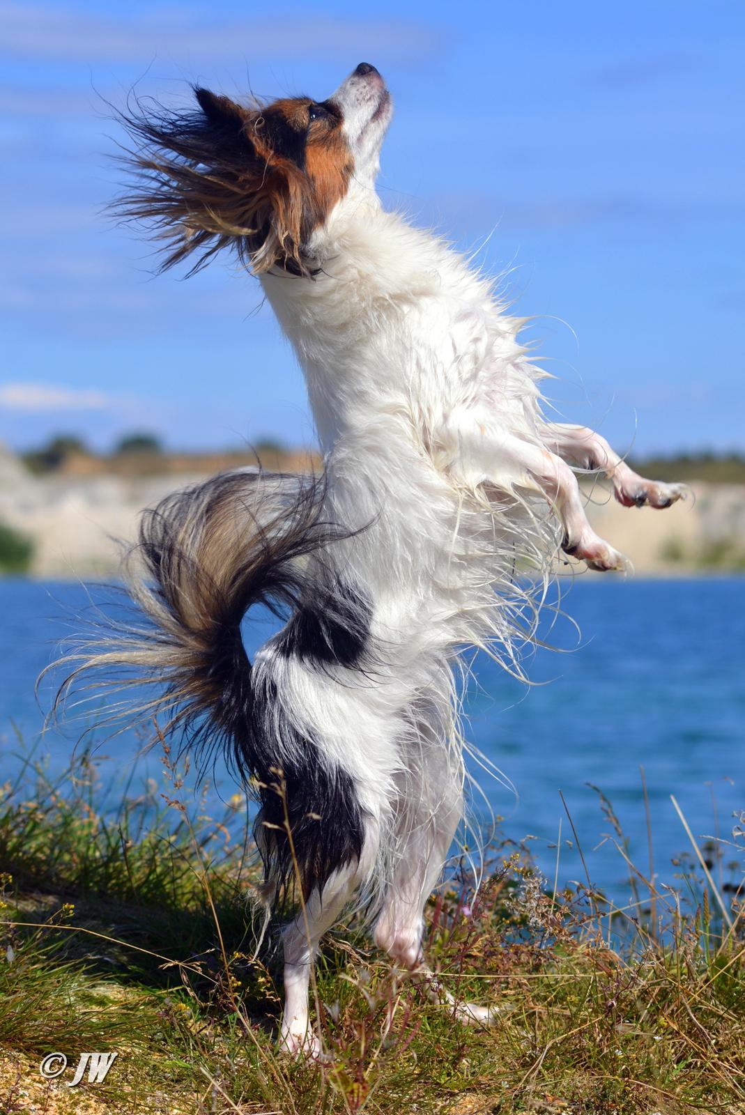 Papillon Hexa billede 3