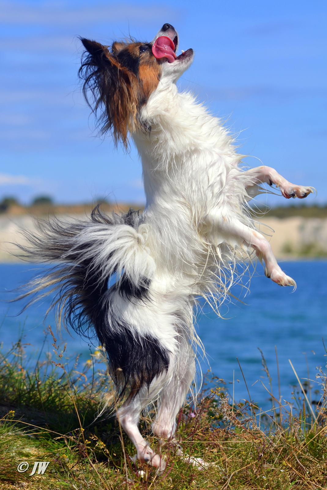 Papillon Hexa billede 4