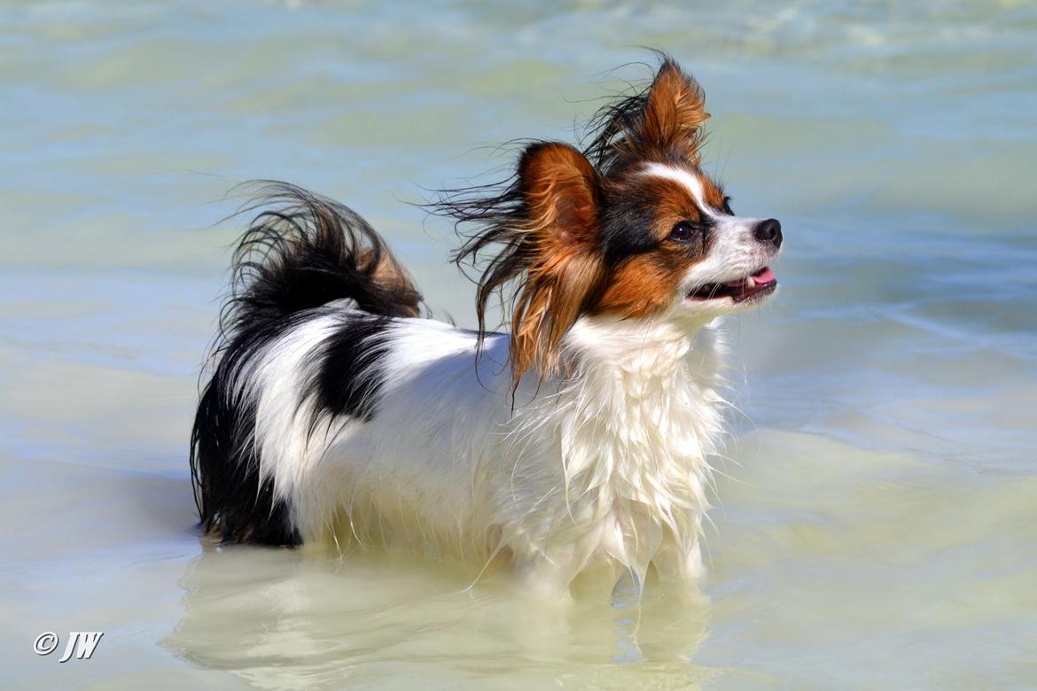 Papillon Hexa billede 5