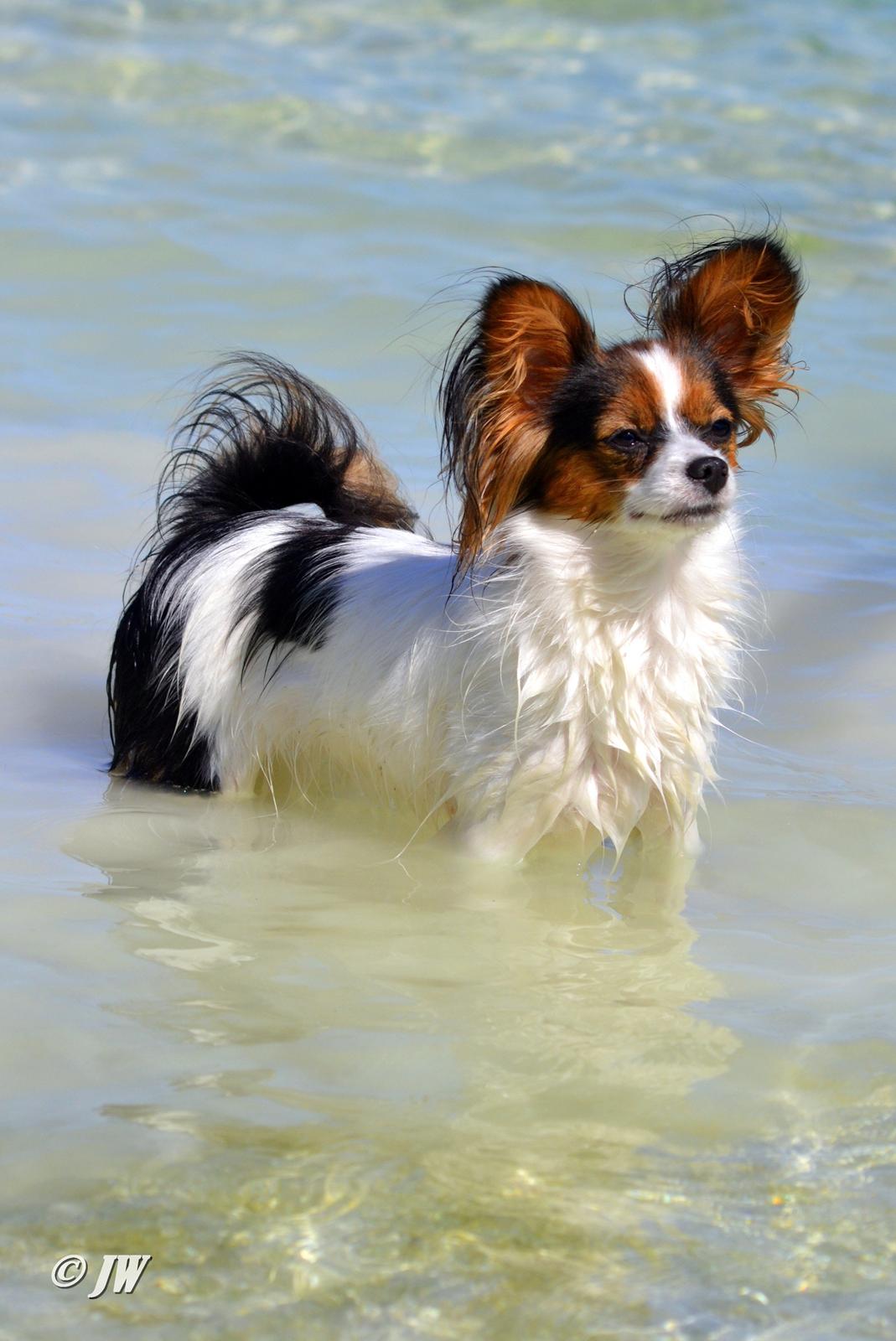 Papillon Hexa billede 6