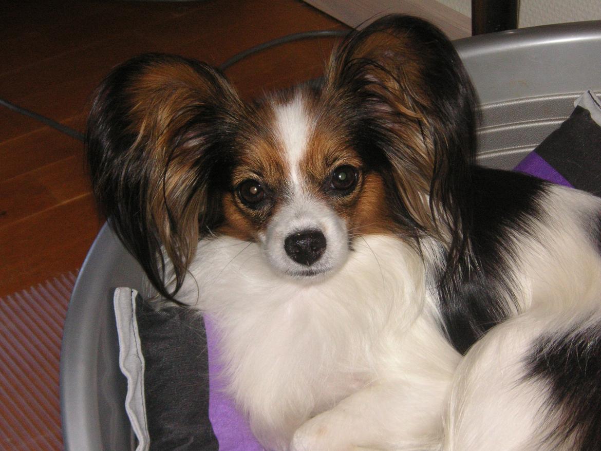 Papillon Hexa billede 9