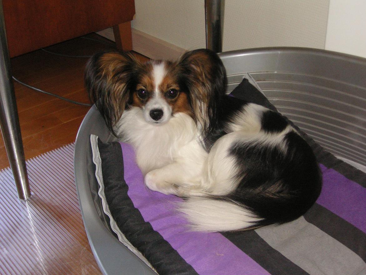 Papillon Hexa billede 10