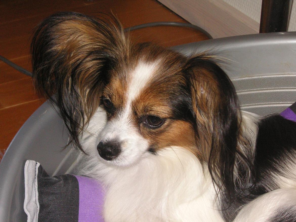 Papillon Hexa billede 11