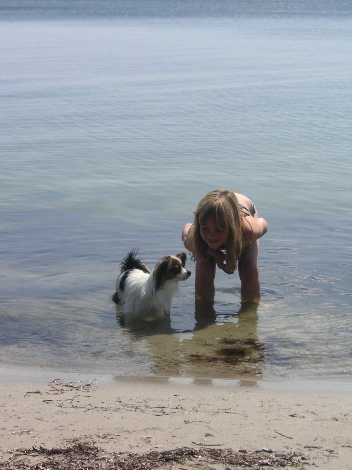 Papillon Hexa billede 12