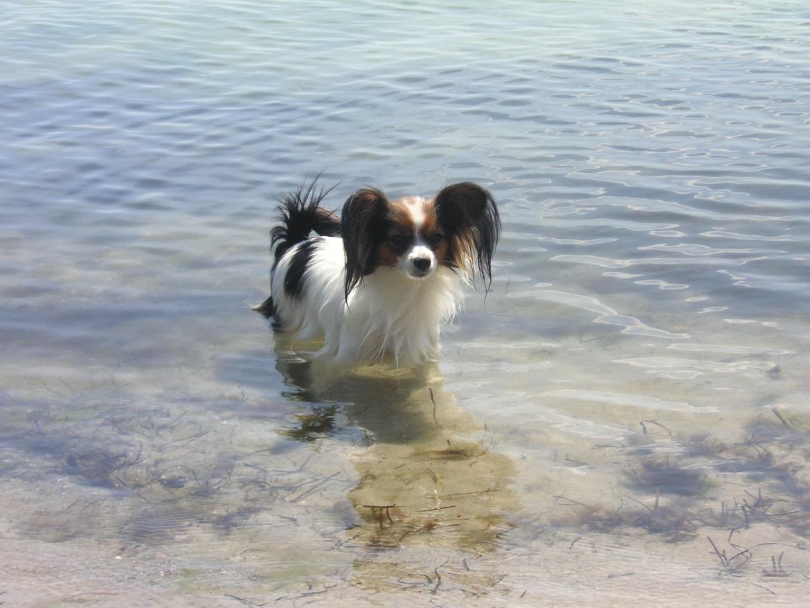 Papillon Hexa billede 13