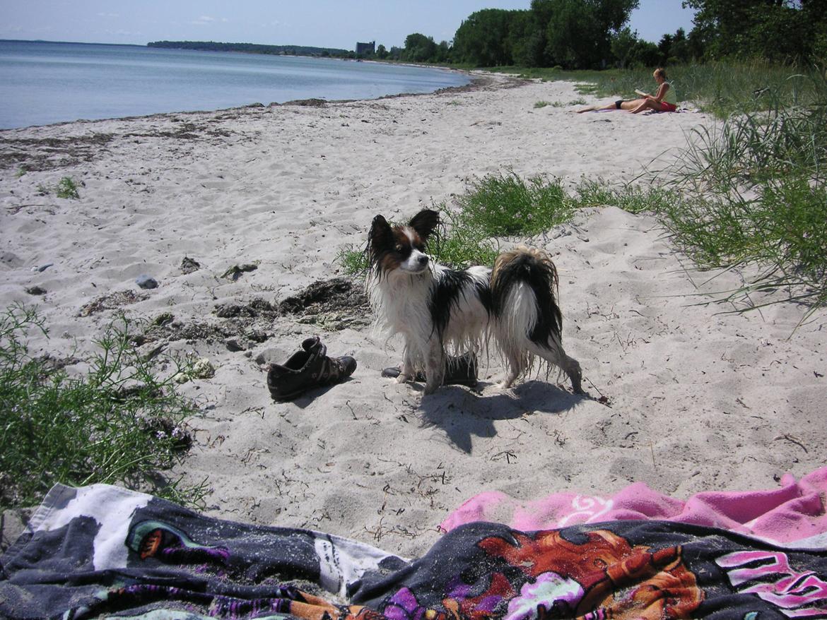 Papillon Hexa billede 14