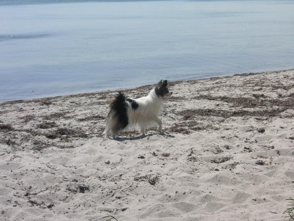 Papillon Hexa billede 15