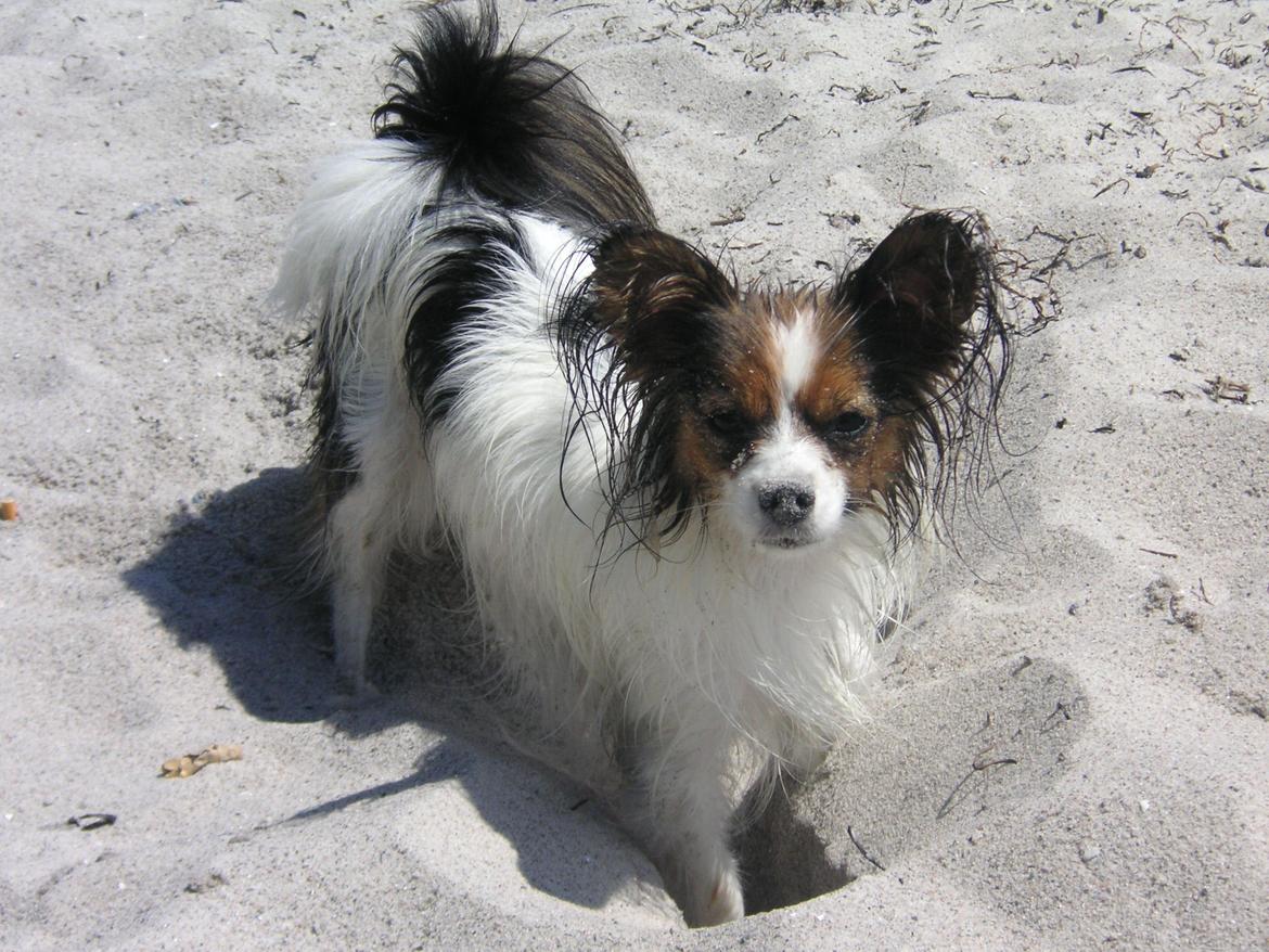 Papillon Hexa billede 16