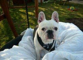 Fransk bulldog nemo billede 1