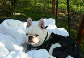 Fransk bulldog nemo billede 2