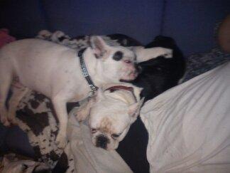 Fransk bulldog nemo billede 3