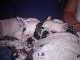 Fransk bulldog nemo billede 4