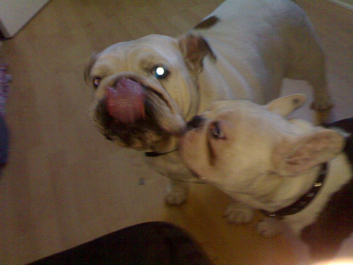 Fransk bulldog nemo billede 5