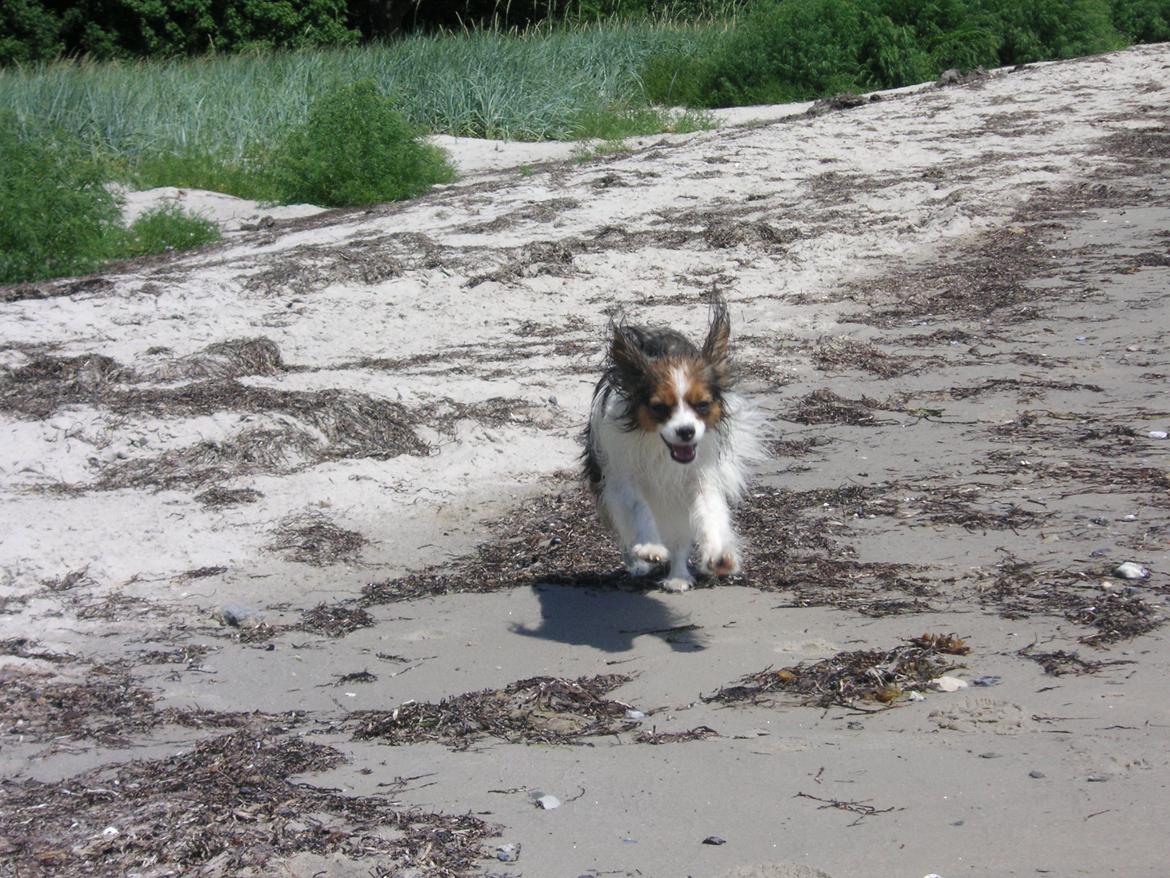 Papillon Hexa billede 17