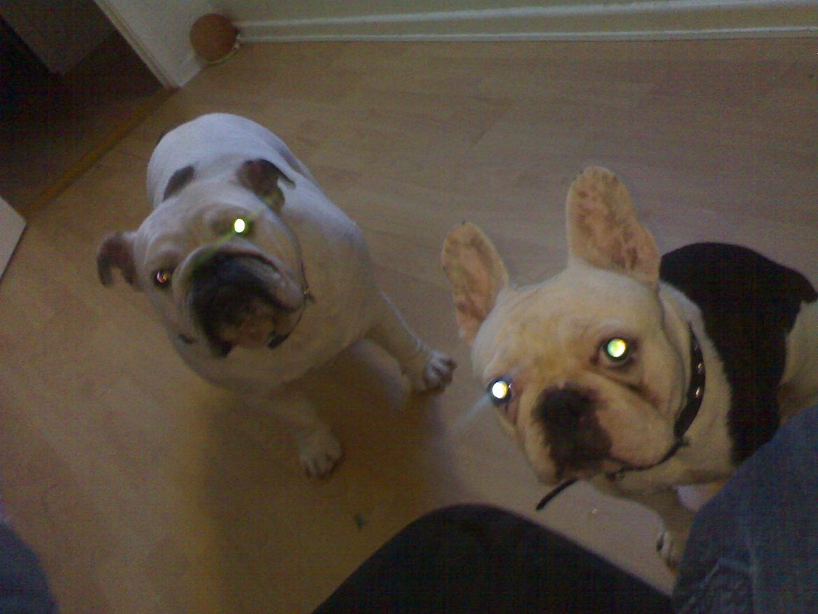 Fransk bulldog nemo billede 6