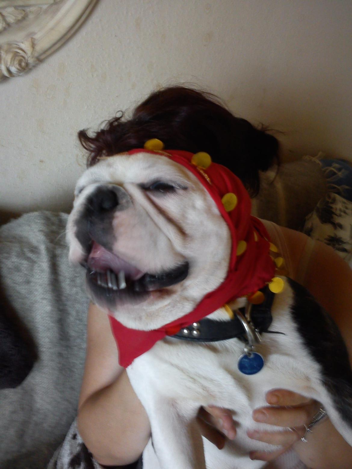 Fransk bulldog nemo billede 7