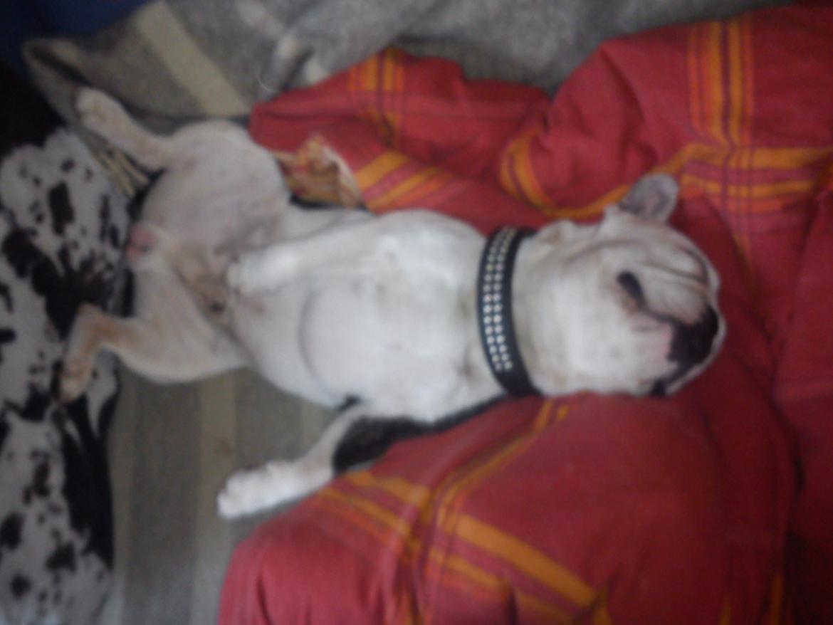 Fransk bulldog nemo billede 8