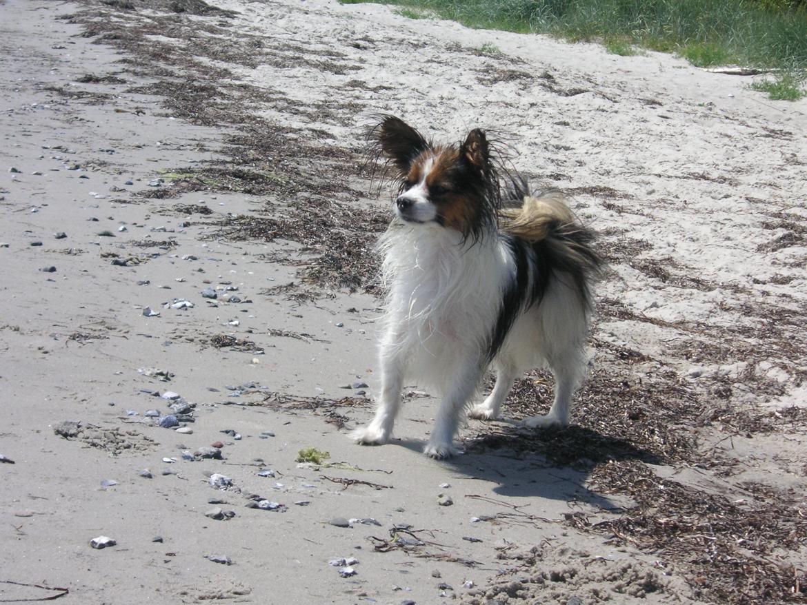 Papillon Hexa billede 18