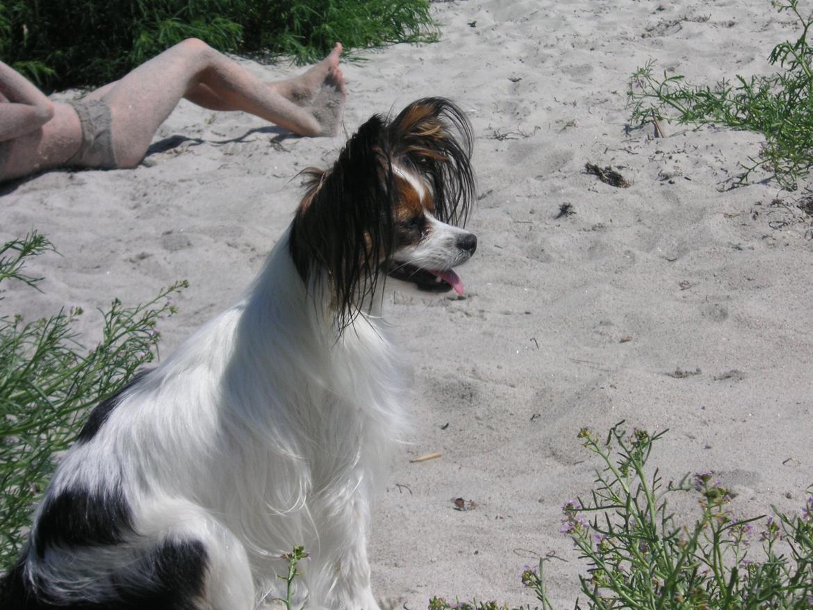 Papillon Hexa billede 19