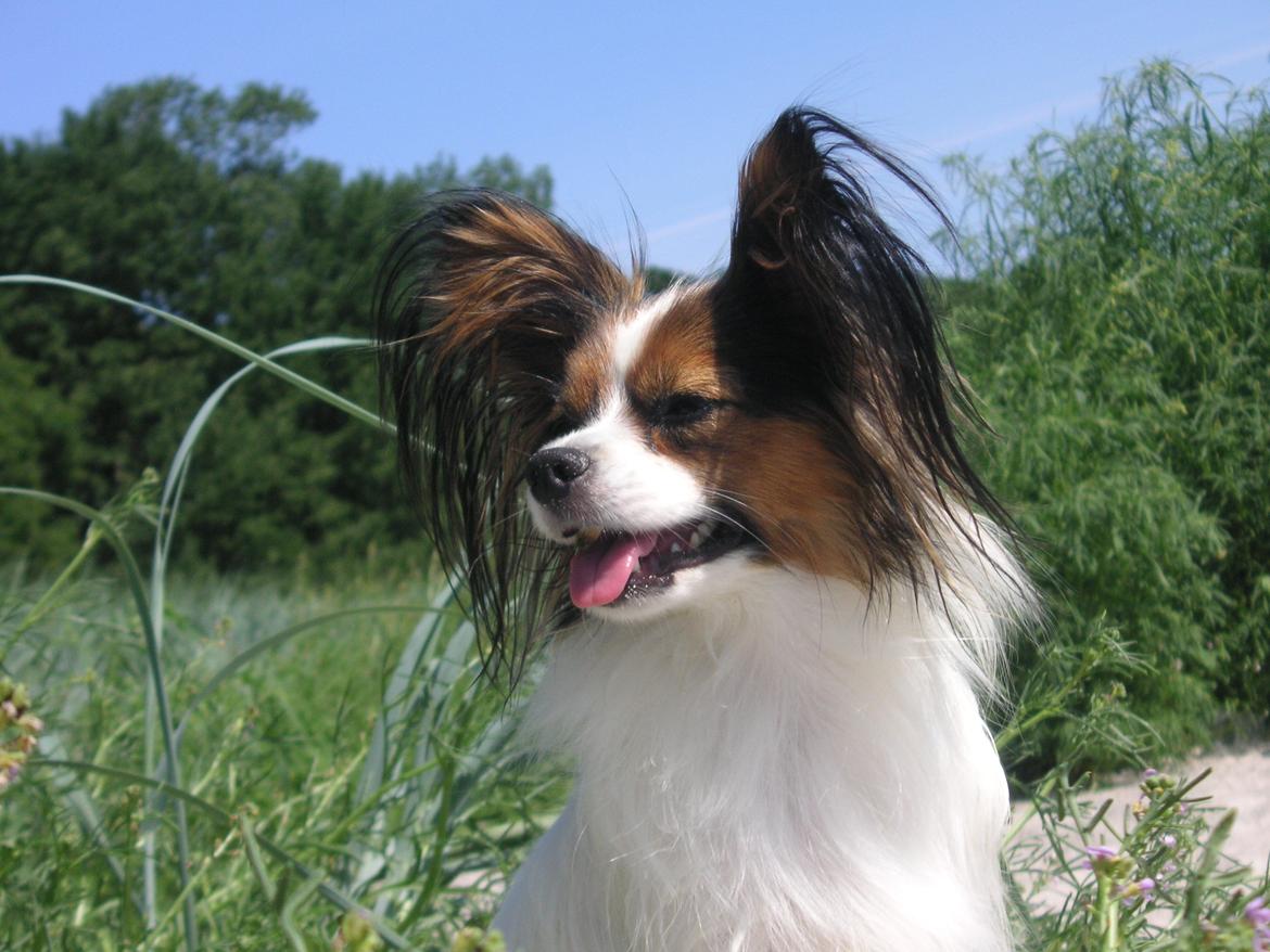 Papillon Hexa billede 20