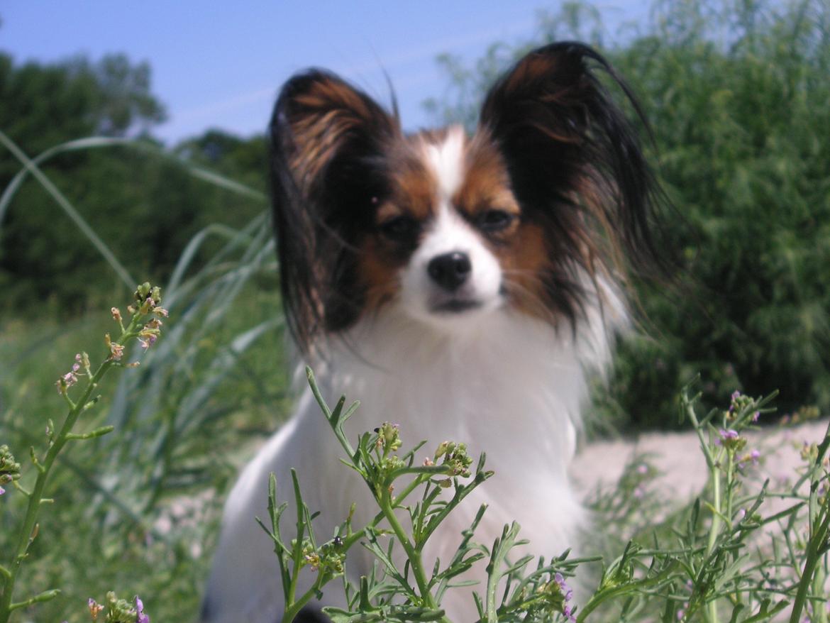 Papillon Hexa billede 21