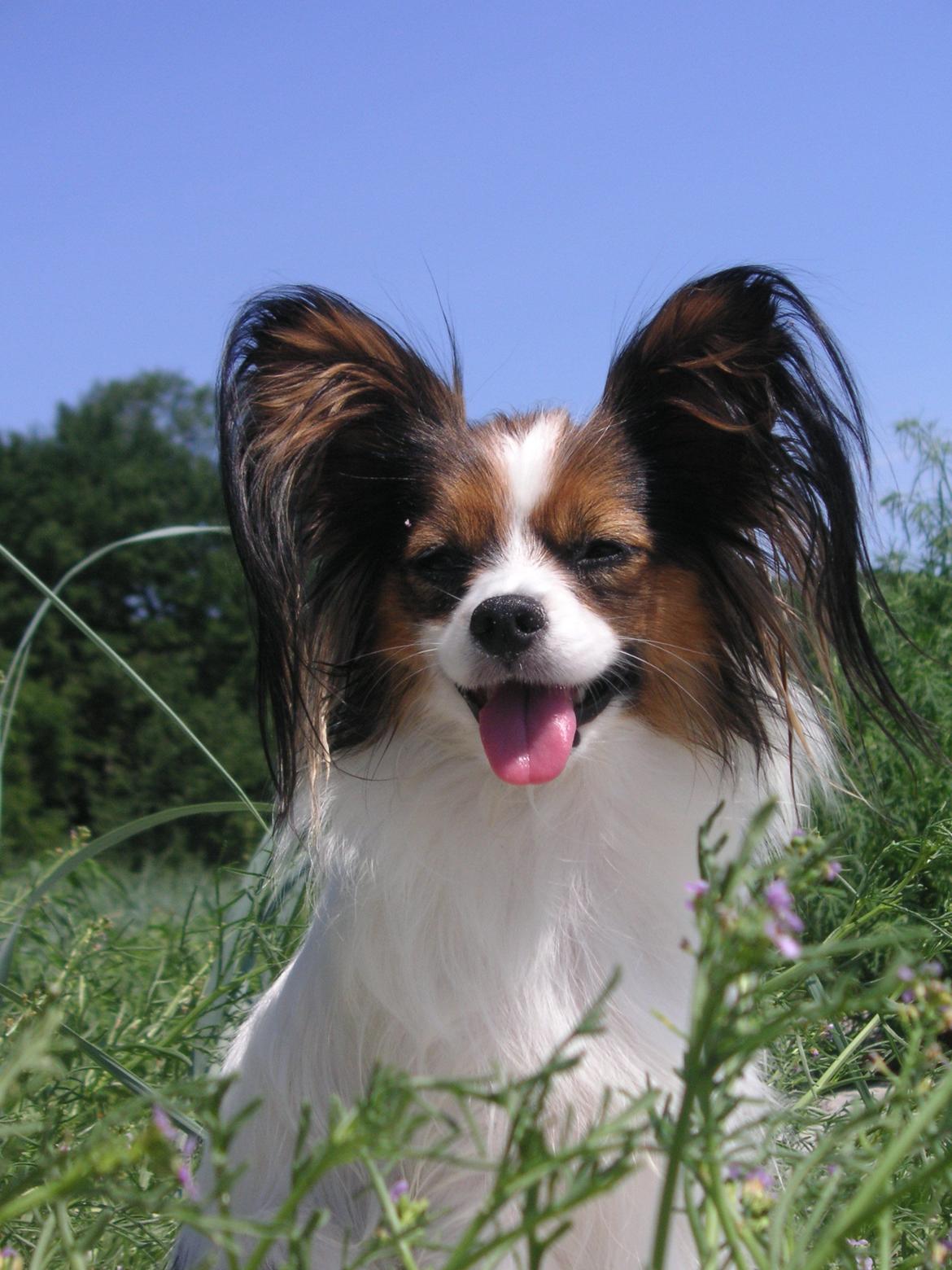 Papillon Hexa billede 22