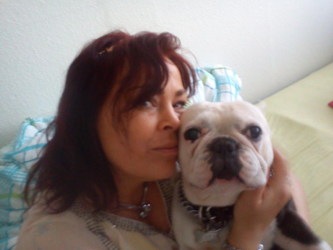 Fransk bulldog nemo billede 9