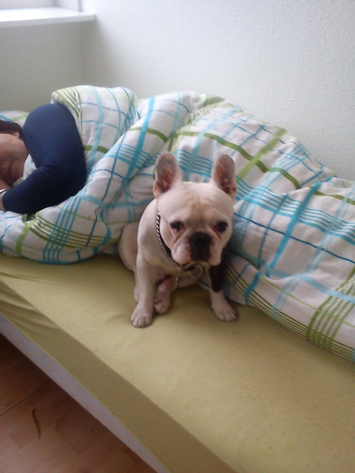 Fransk bulldog nemo billede 10