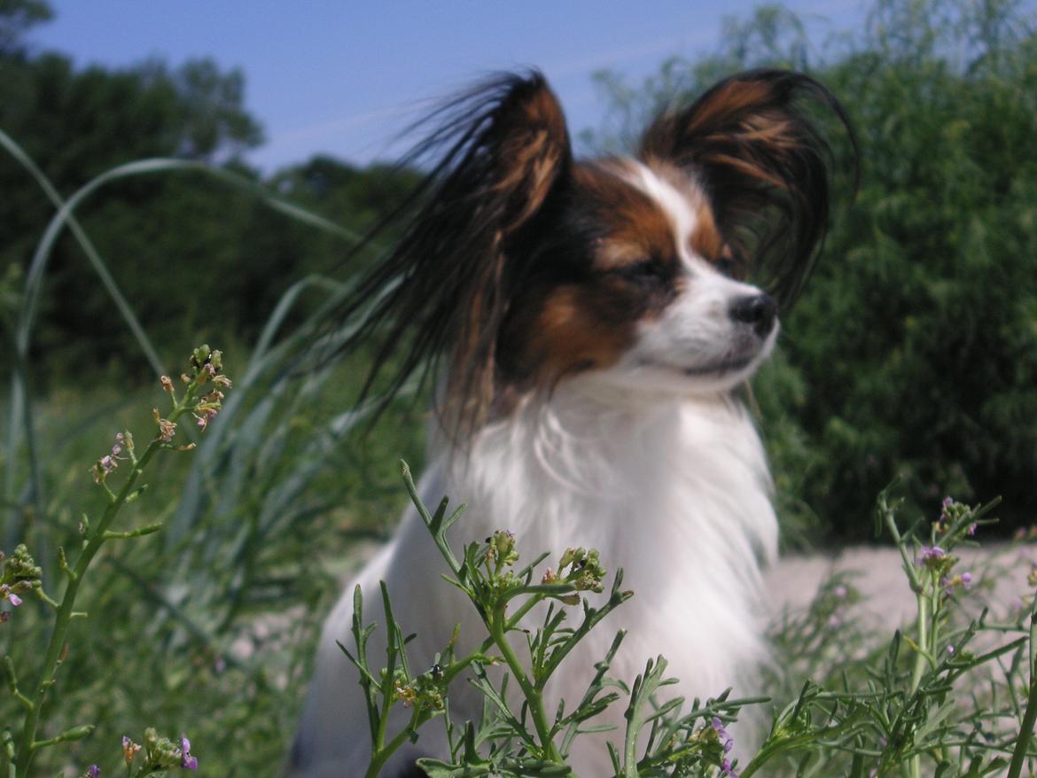 Papillon Hexa billede 23