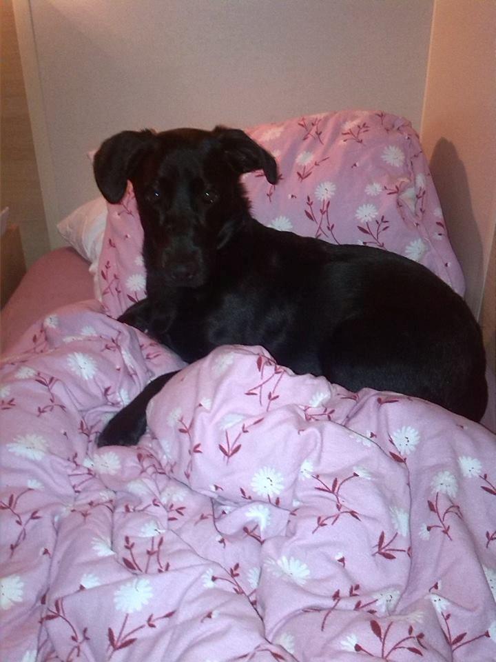 Blanding af racer Balou billede 1