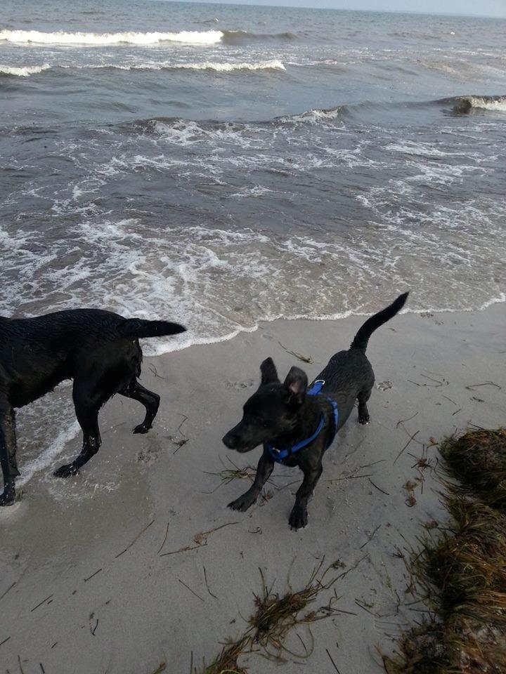 Blanding af racer Balou billede 3