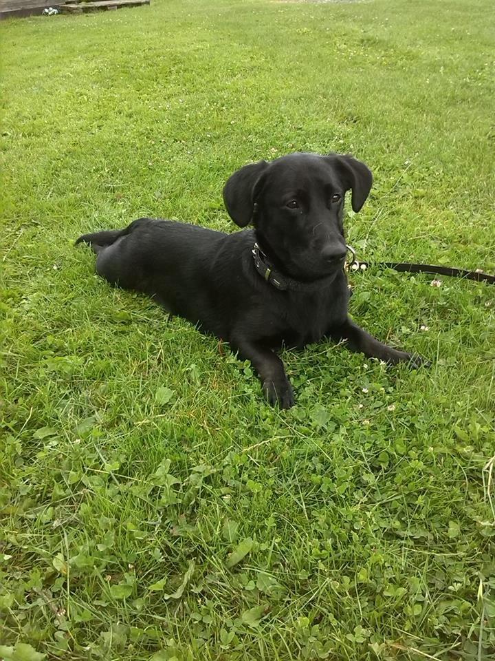 Blanding af racer Balou billede 4