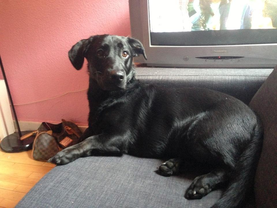 Blanding af racer Balou billede 5